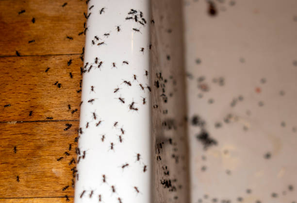 Best Flea Control Services  in Maineville, OH