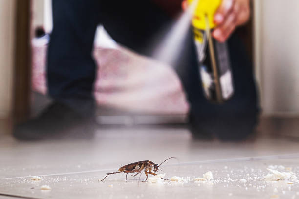 Reliable Maineville, OH Pest Control Solutions