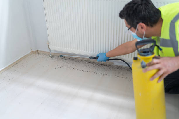Best Termite Control Services  in Maineville, OH