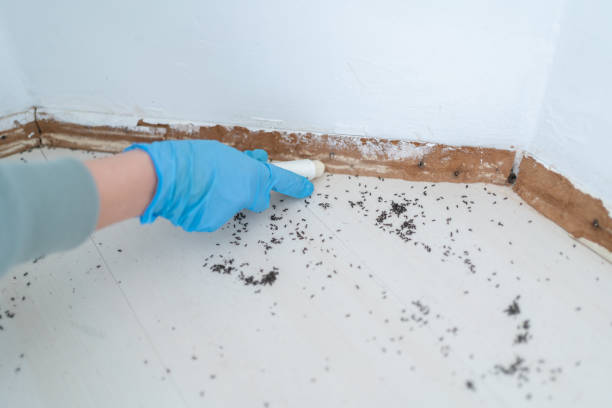 Pest Prevention Services in Maineville, OH