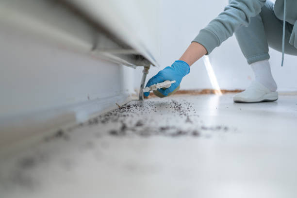 Insect Control in Maineville, OH